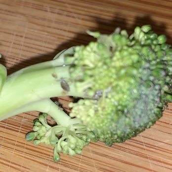 Trader Joe's - Found bugs in the broccoli! - Grocery Near Me - Gilbert, Arizona