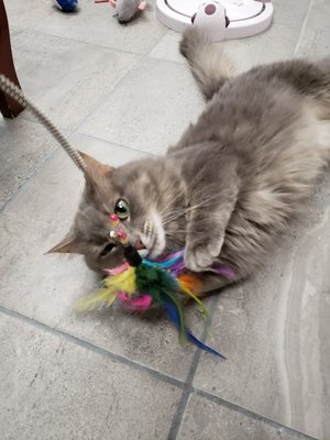 The Cat's Meow by null