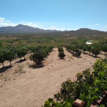 Charron Vineyards - Vineyard view from the patio - Wineries Near Me - Vail, Arizona Charron Vineyards - Vineyard view from the patio - Wineries Near Me - Vail, Arizona