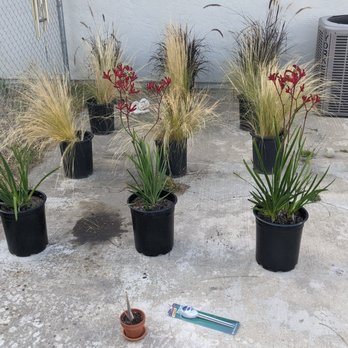 Tony's Tropicals - 3 Kangaroo paws, 3 red fountain feather grasses, and 6 mexican feather grasses. - Nurseries & Gardening Near Me - Vista, California Tony's Tropicals - 3 Kangaroo paws, 3 red fountain feather grasses, and 6 mexican feather grasses. - Nurseries & Gardening Near Me - Vista, California