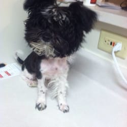 The Pink Poodle - She left her patchy and didn't touch her head at all!