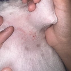 Candelore's Barking Beauties Elizabeth - His cuts