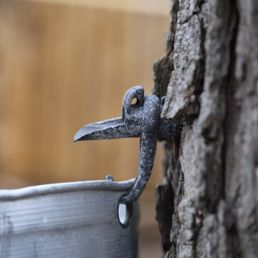 The spigot holds a pail to gather the maple water from the tree. This sweet water will be made into Maple Syrup & Maple Butter. The spigot holds a pail to gather the maple water from the tree. This sweet water will be made into Maple Syrup & Maple Butter.