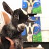 Shenanigoats Community Services gift card