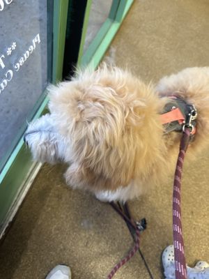 Precious Pets Grooming