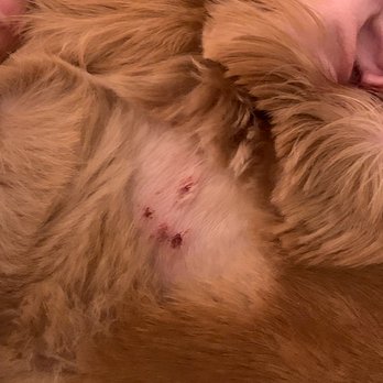 Petco - It's exactly like a circle that they shaved to see how bad the damage is. - Pet Stores Near Me - Sunnyvale, California Petco - It's exactly like a circle that they shaved to see how bad the damage is. - Pet Stores Near Me - Sunnyvale, California