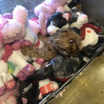 PetSmart Doggie Day Camp - Pet Stores Near Me - Bellevue, Washington PetSmart Doggie Day Camp - Pet Stores Near Me - Bellevue, Washington