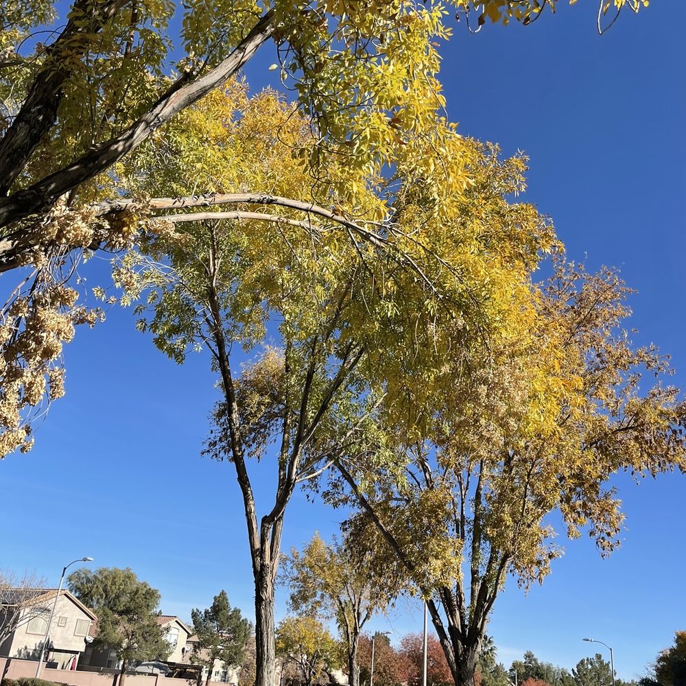 Paseo Verde Park - Parks Near Me - Henderson, Nevada Paseo Verde Park - Parks Near Me - Henderson, Nevada