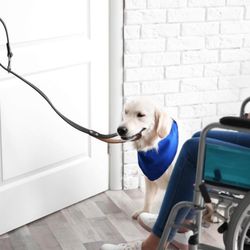 Dog Training Elite