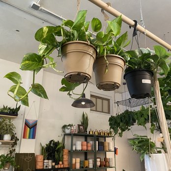 Plant Shoppe - Nurseries & Gardening Near Me - San Antonio, Texas Plant Shoppe - Nurseries & Gardening Near Me - San Antonio, Texas