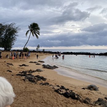 Poipu Beach - Some of the turtles in the cove at dusk - Beaches Near Me - Koloa, Hawaii Poipu Beach - Some of the turtles in the cove at dusk - Beaches Near Me - Koloa, Hawaii