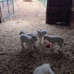 Jubilee Zoo Petting Zoo & Playplace