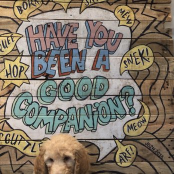 Common Companion Vet - Veterinarians Near Me - Atlanta, Georgia Common Companion Vet - Veterinarians Near Me - Atlanta, Georgia