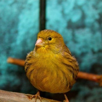 Most Valuable Pets - Canaries have the most beautiful singing voice. Most Valuable Pets mostvaluablepets.com 859-219-0056 - Pet Stores Near Me - Lexington, Kentucky Most Valuable Pets - Canaries have the most beautiful singing voice. Most Valuable Pets mostvaluablepets.com 859-219-0056 - Pet Stores Near Me - Lexington, Kentucky