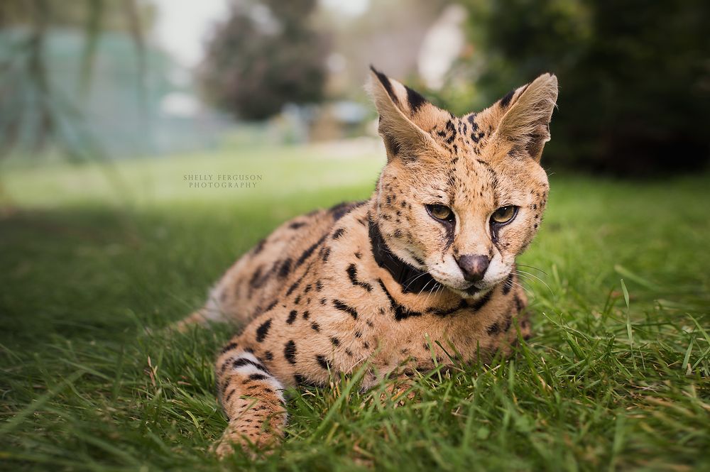 JUNGLE CAT WORLD WILDLIFE PARK Updated September 2024 121 Photos