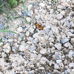 Cedar Point Resort & Campground