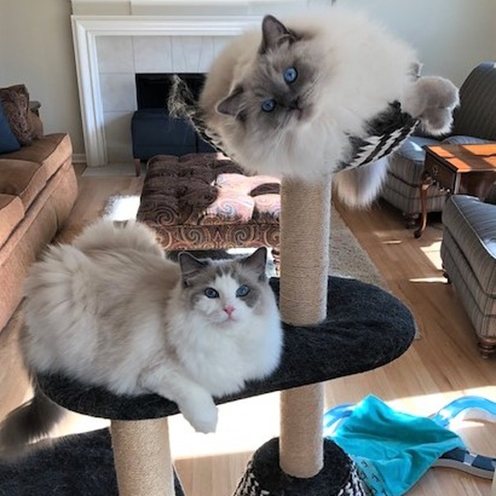 Blossom Ragdolls - Blossom Buddies - Pet Breeders Near Me Blossom Ragdolls - Blossom Buddies - Pet Breeders Near Me