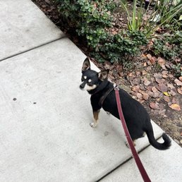 Super Dog friendly!! Super Dog friendly!!