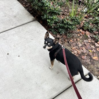 Circa 37 - Super Dog friendly!! - Apartments Near Me - San Diego, California Circa 37 - Super Dog friendly!! - Apartments Near Me - San Diego, California