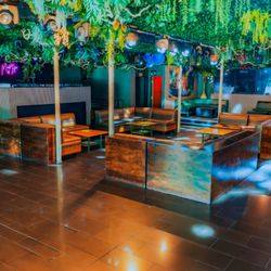 Jungle Hollywood