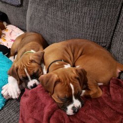 Greg Hartman, DVM - Harlee & Remmy