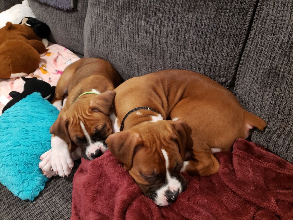 GREG HARTMAN, DVM Updated September 2024 385 Hogan Ln, Conway