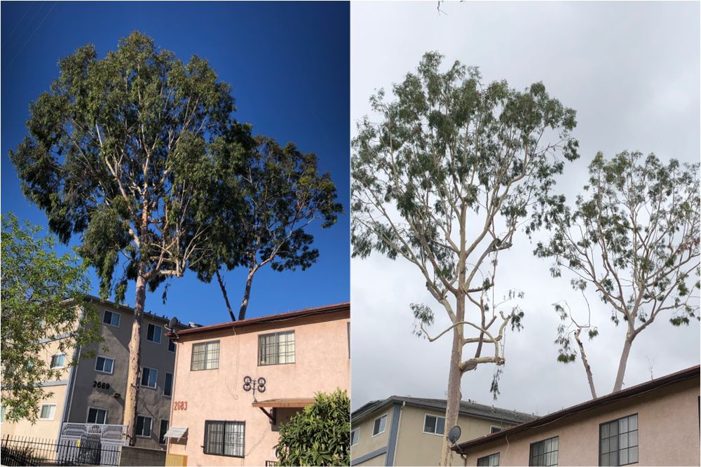 Climbing High JR Tree Services - tree service in Los Angeles, CA