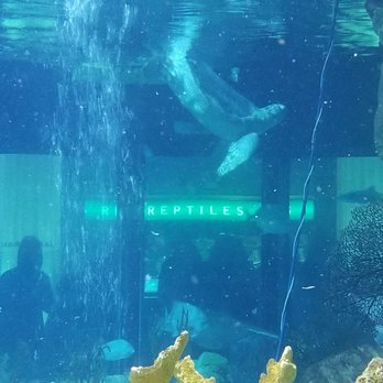 Shedd Aquarium - Fish - Aquariums Near Me - Chicago, Illinois Shedd Aquarium - Fish - Aquariums Near Me - Chicago, Illinois