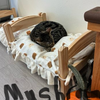 Espurresso Cat Cafe - Mushroom - Cafes Near Me - Bayside, New York