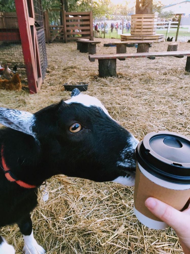 Mangrove Coffee Cart Florida - O 