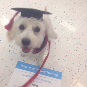 Petco - Nala graduated puppy level 1! Level 2 is up next :) - Pet Stores Near Me - Glendale, California Petco - Nala graduated puppy level 1! Level 2 is up next :) - Pet Stores Near Me - Glendale, California