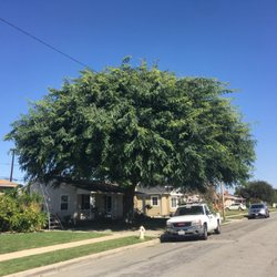 LB Holistic Tree - Working on a carob tree