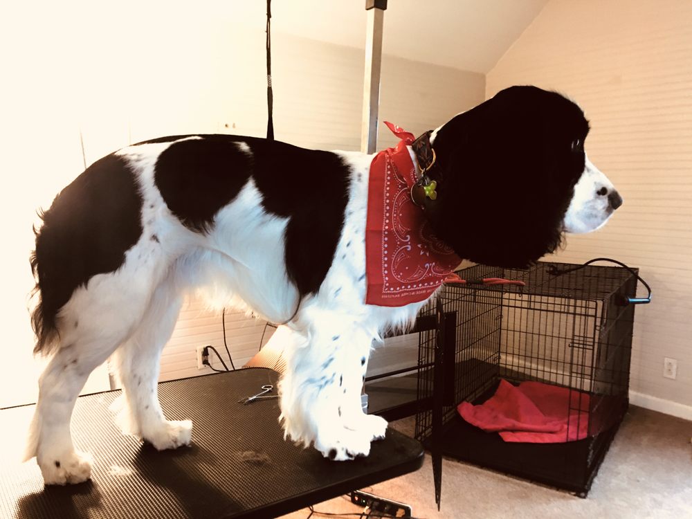 CATHY’S GROOMING SALON Updated May 2024 11 Photos Gainesville