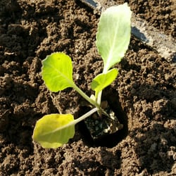 The Incredible Edible Farm - Cabbage