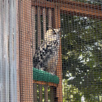 Cascades Raptor Center - Owls of several species and sizes! - Zoos Near Me - Eugene, Oregon