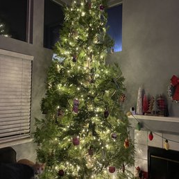 Perfect tree! Perfect tree!