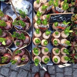 Christianshavn Station - Hyacinther