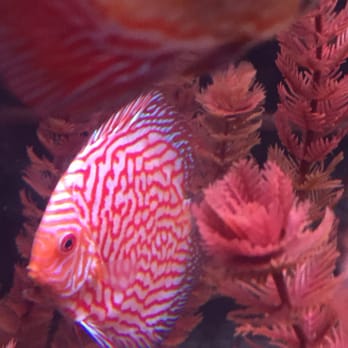 Monster Aquarium - My new 65$ checkerboard discus in my tank. Beautiful and expensive bugger. - Aquarium Services Near Me - Flushing, New York Monster Aquarium - My new 65$ checkerboard discus in my tank. Beautiful and expensive bugger. - Aquarium Services Near Me - Flushing, New York
