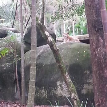 Australia Zoo - Maybe the dingo ate your baby! - Zoos Near Me - Beerwah, QLD