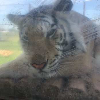 Tiger Safari - Zoos Near Me - Tuttle, Oklahoma Tiger Safari - Zoos Near Me - Tuttle, Oklahoma