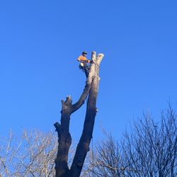 Monkeys Tree Service