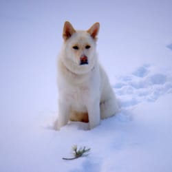 Colorado Peak Puppy LLC