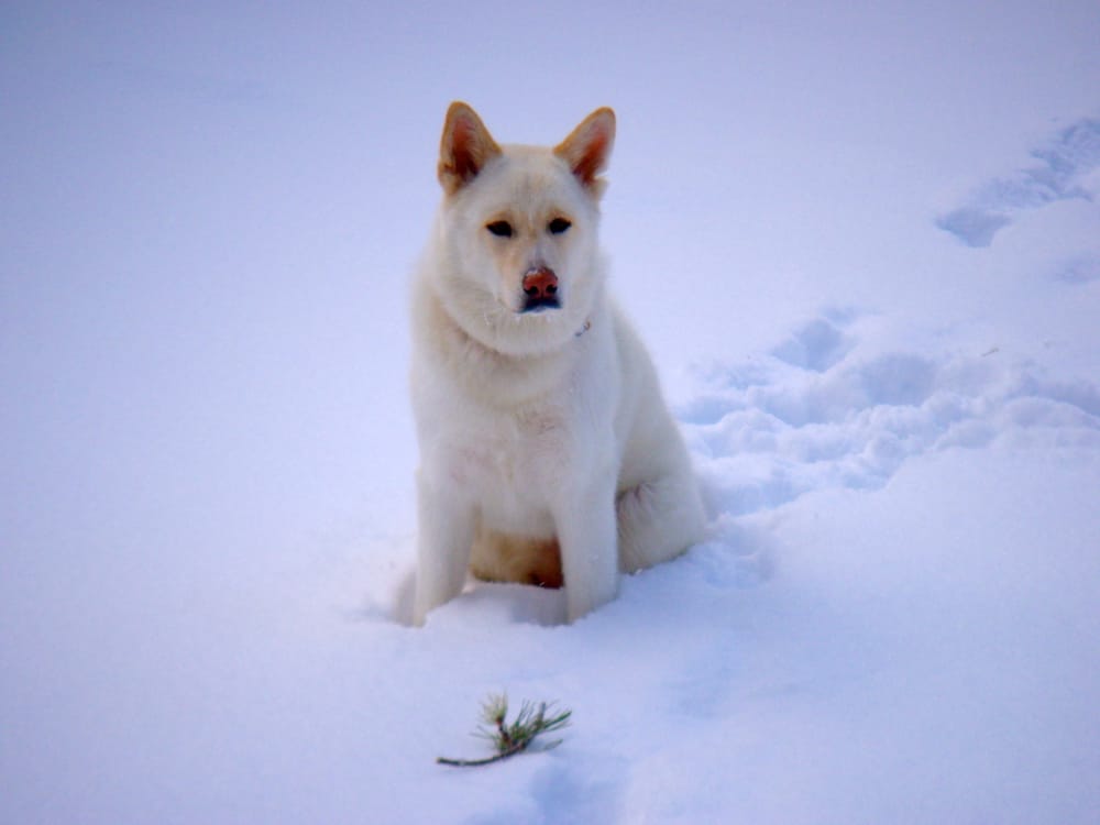 Colorado Peak Puppy LLC - pet boarding facility in Highlands Ranch, CO