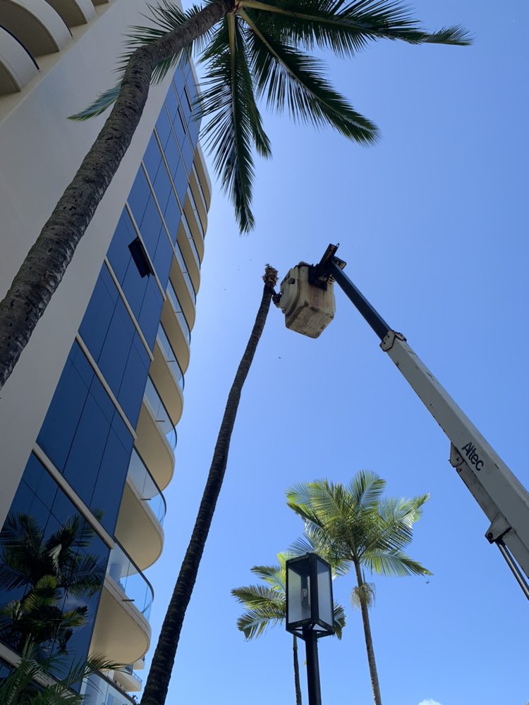 Tree Trimming & Services Ltd - tree service in Honolulu, HI