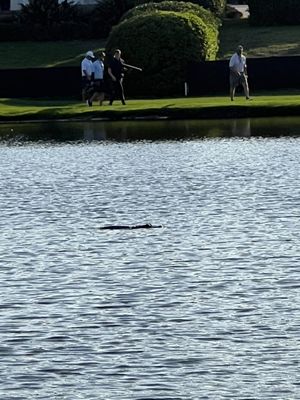 Arnold Palmer's Bay Hill Club & Lodge by null