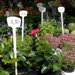 Tübinger Wochenmarkt - Große Auswahl an saisonal variierenden Blumen und Kräutern