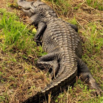Everglades National Park - Parks Near Me - Homestead, Florida Everglades National Park - Parks Near Me - Homestead, Florida