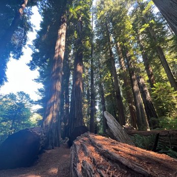 Jedediah Smith Redwoods State Park - Parks Near Me