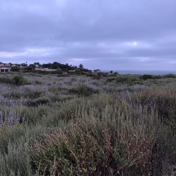 Palos Verdes Beach - Brush - Beaches Near Me - Palos Verdes Estates, California