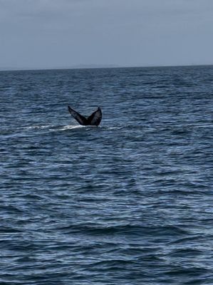 Puget Sound Express by null